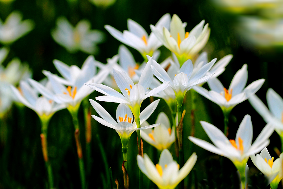 沁河国兰，生态路上花开烂漫